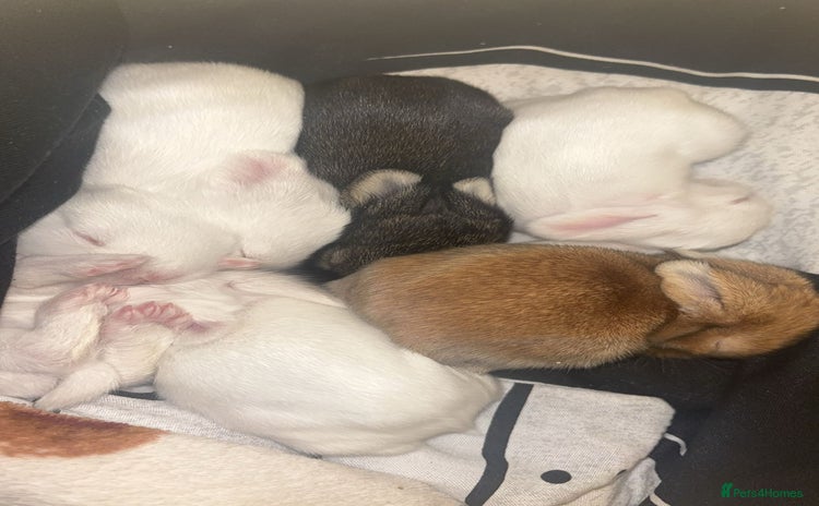 New Zealand rabbits - Advert 9