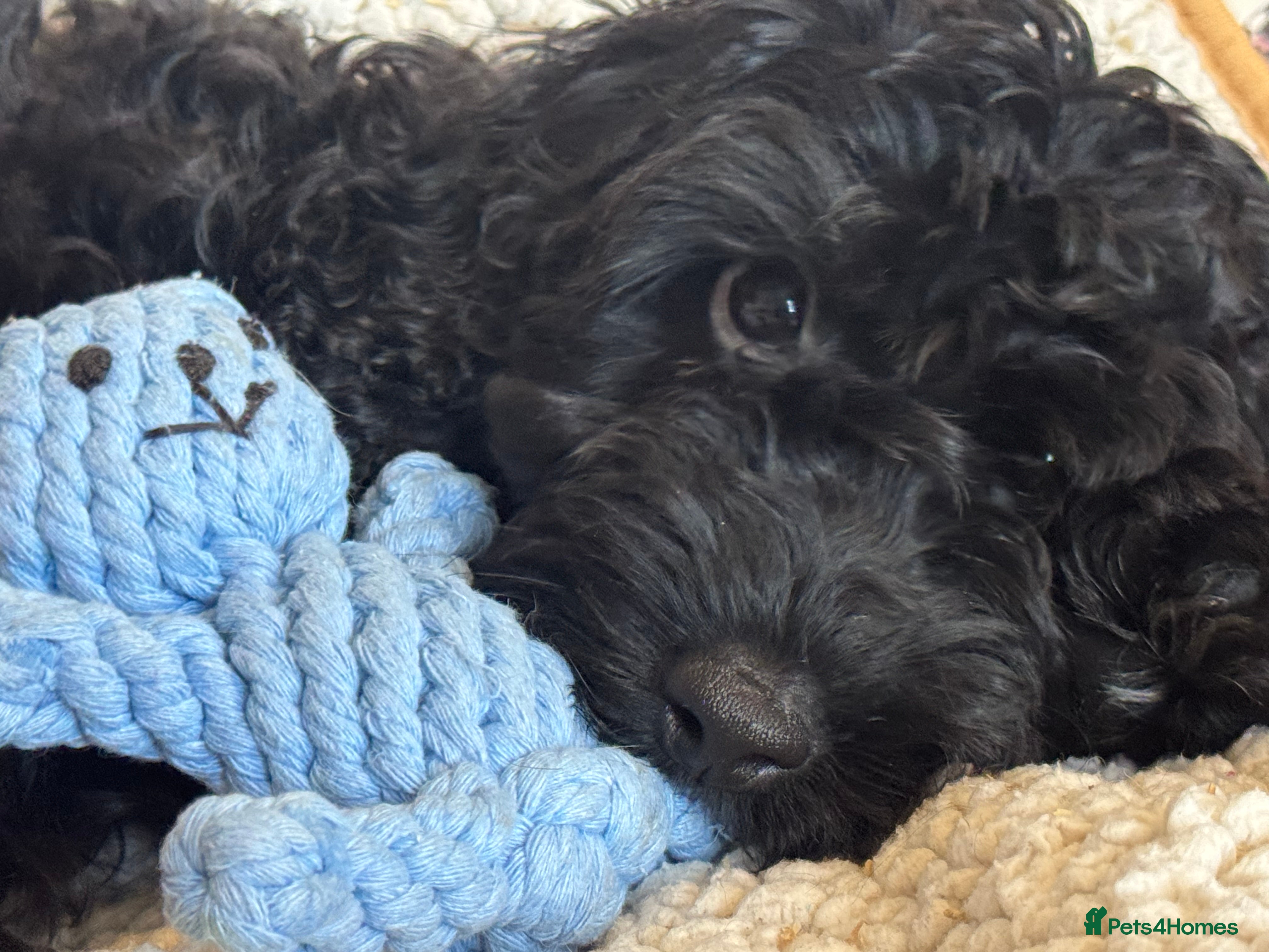 Cockapoo dogs *READY TO LE F1 cockapoo-health tested parents - Advert 2