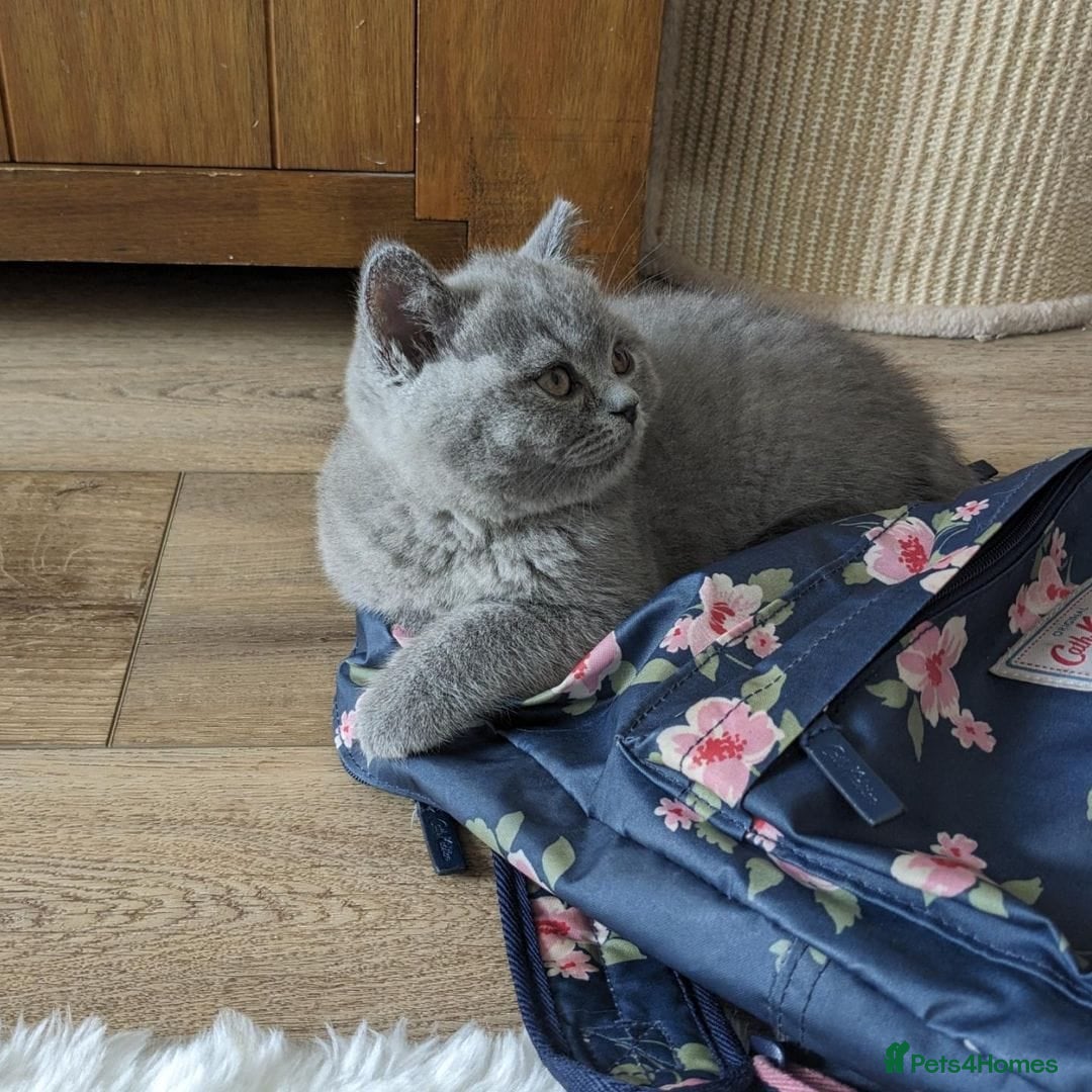 British Shorthair cats for sale: GCCF REGISTERED BRITISH SHORTHAIR KITTENS  - Image 8