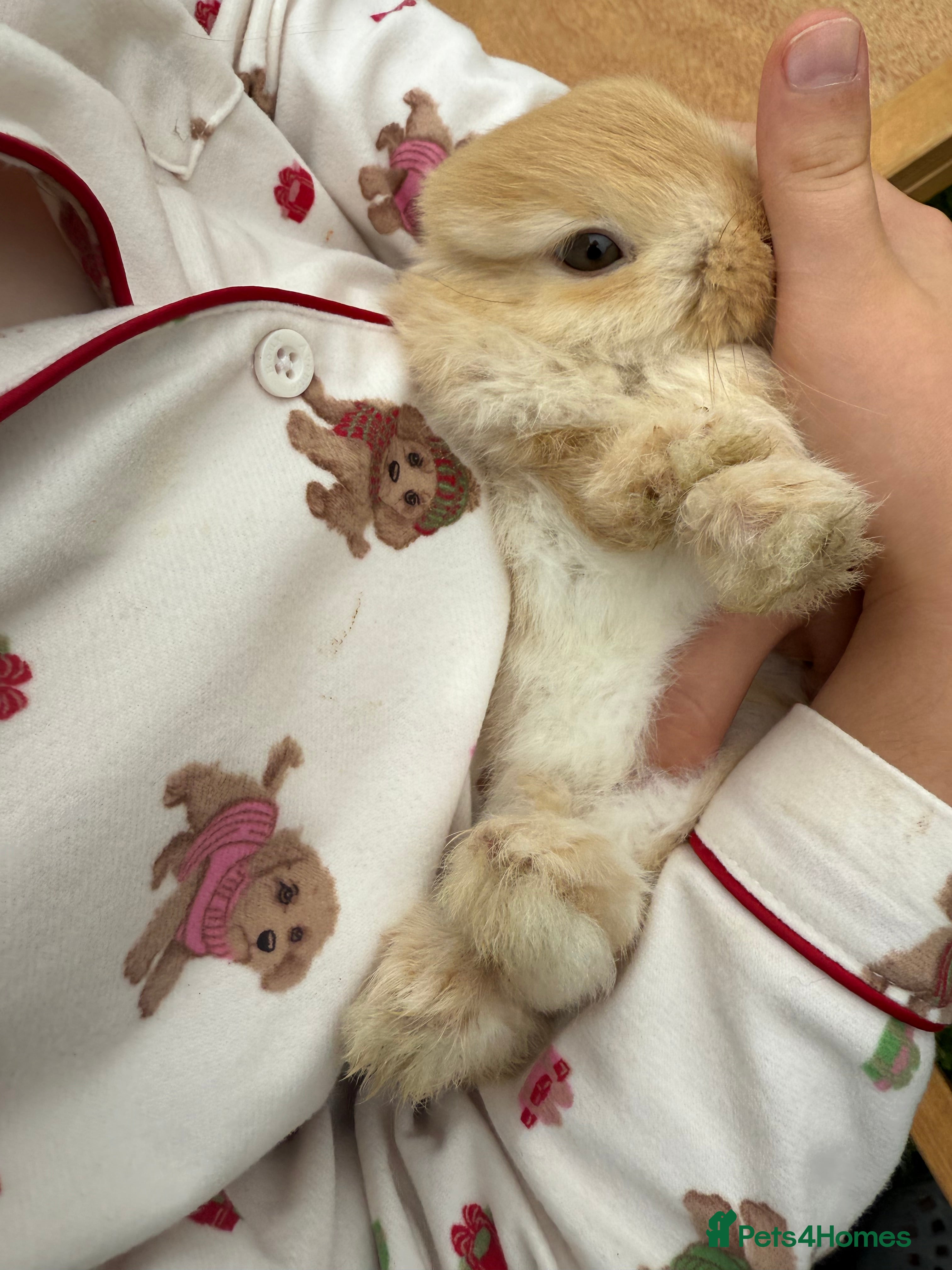 Mini Lop rabbits for sale: 2 Bonded mini lops  - Advert 1