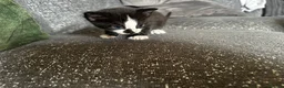 Mixed Breed cats for sale: 3 male kittens for sale  - Advert 8