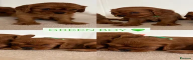 GREEN BOY