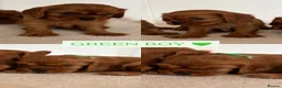 Cavalier King Charles Spaniel dogs for sale: KC Registered Cavalier King Charles Spaniel Puppys in Gravesend - Advert 8