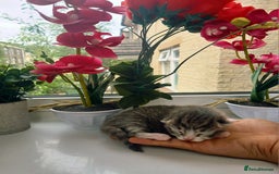 Russian Blue cats for sale: Russain blue x Maine coon Kittens for Sale - Image 7
