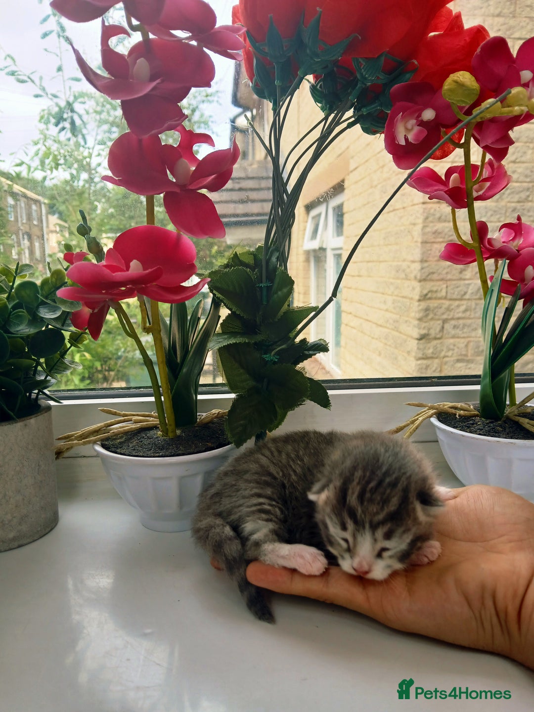 Russian Blue cats for sale: Russain blue x Maine coon Kittens for Sale - Image 7