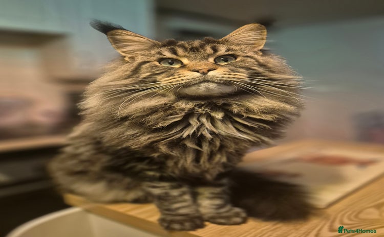 Maine Coon cats - Advert 2