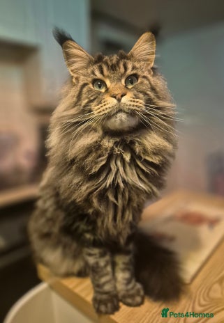 Maine Coon cats - Advert 5