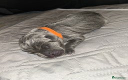 Cane Corso dogs for sale: Cane Corso Puppies  - Advert 20