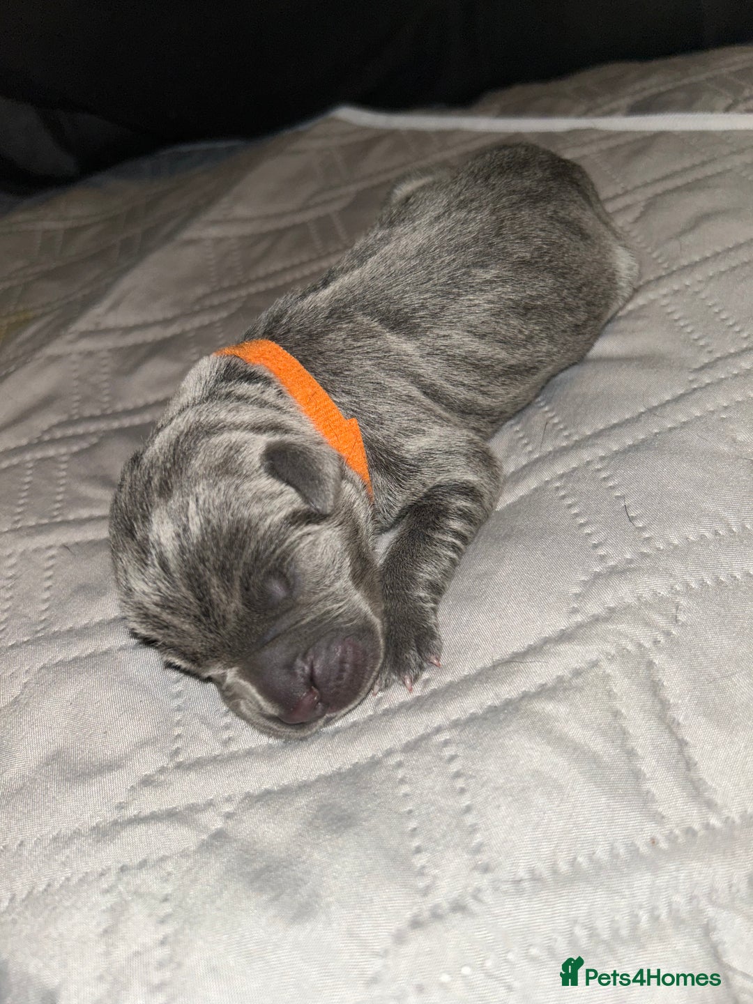 Cane Corso dogs for sale: Cane Corso Puppies  - Advert 20