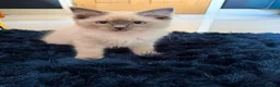 Ragdoll cats for sale: Stunning Ragdoll kittens  - Advert 15