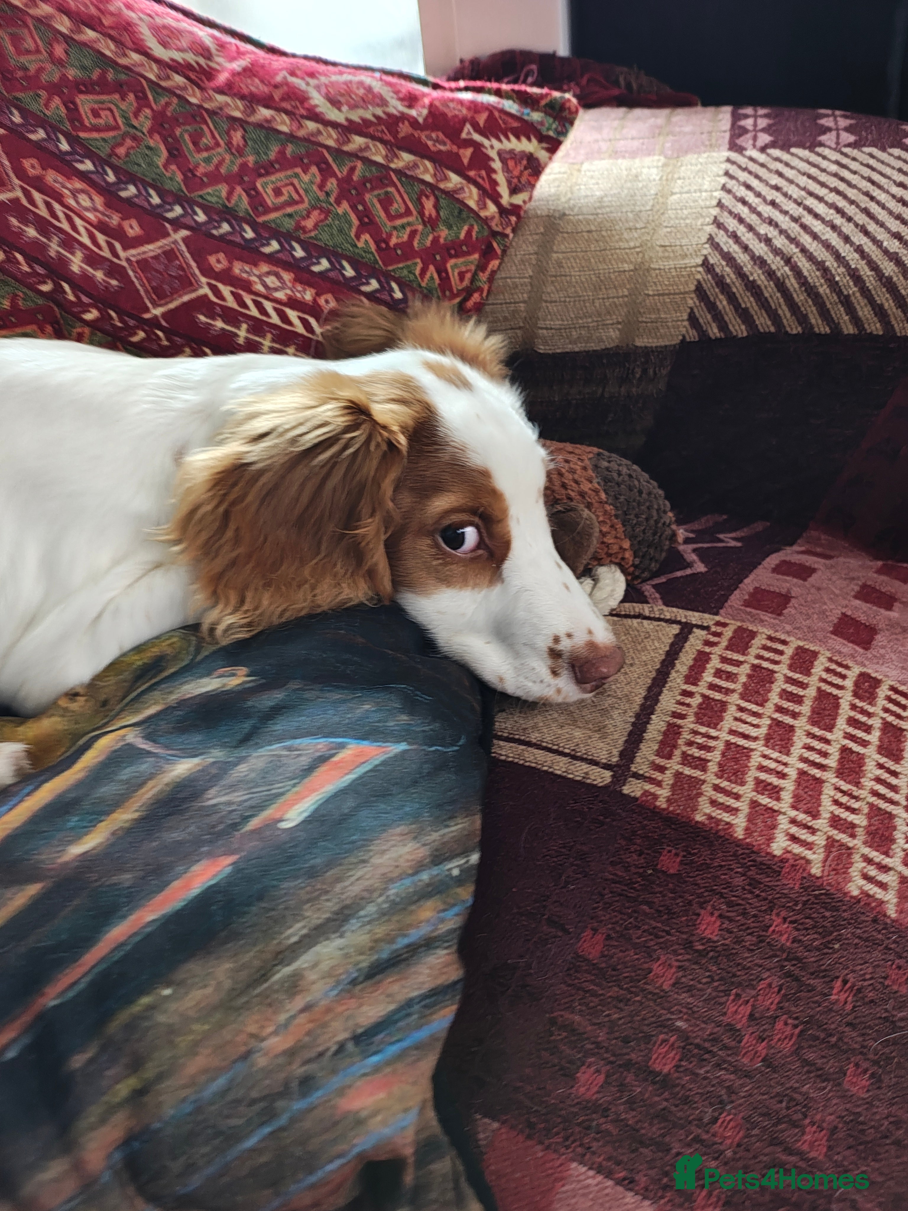 Sprocker dogs Sprocker Spaniel  - Advert 1