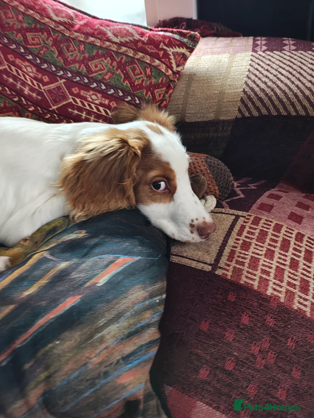 Sprocker dogs for sale: Sprocker Spaniel  - Advert 1