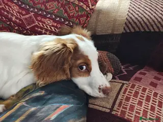 Sprocker dogs Sprocker Spaniel - Advert 1