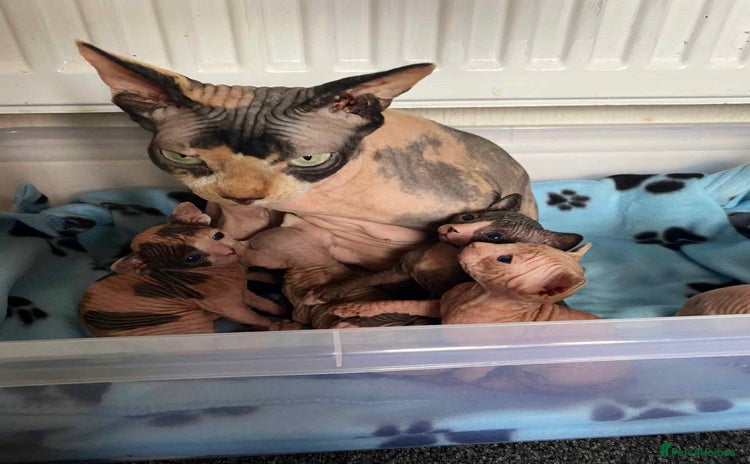 Sphynx cats - Advert 5