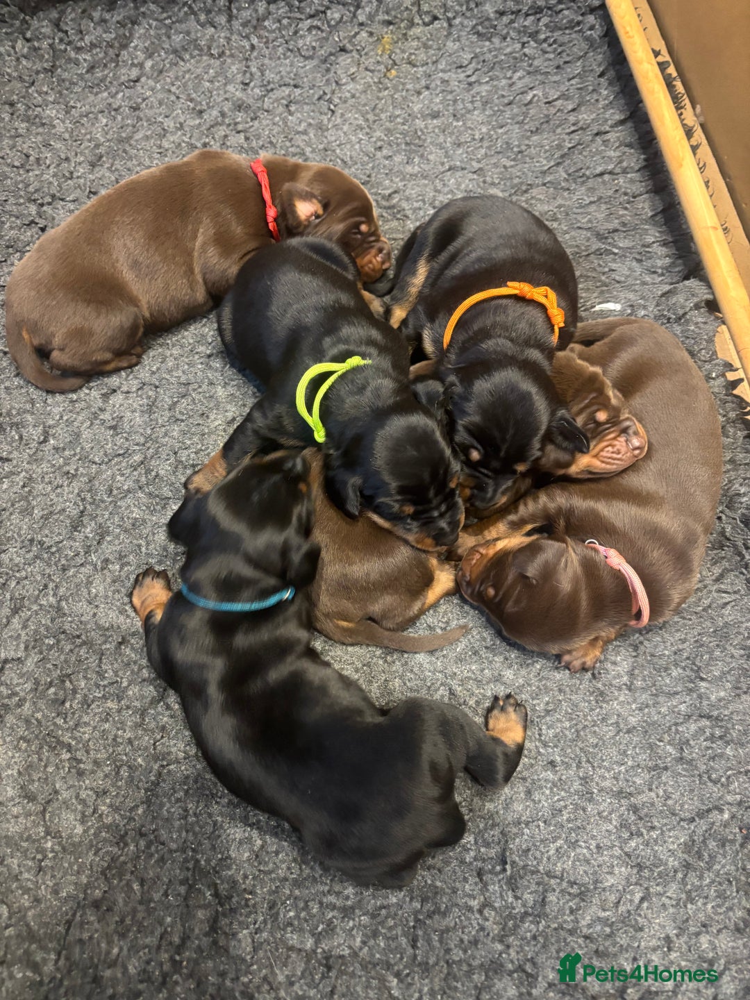 Dobermann dogs for sale: Beautiful chunky Dobermans - Advert 6