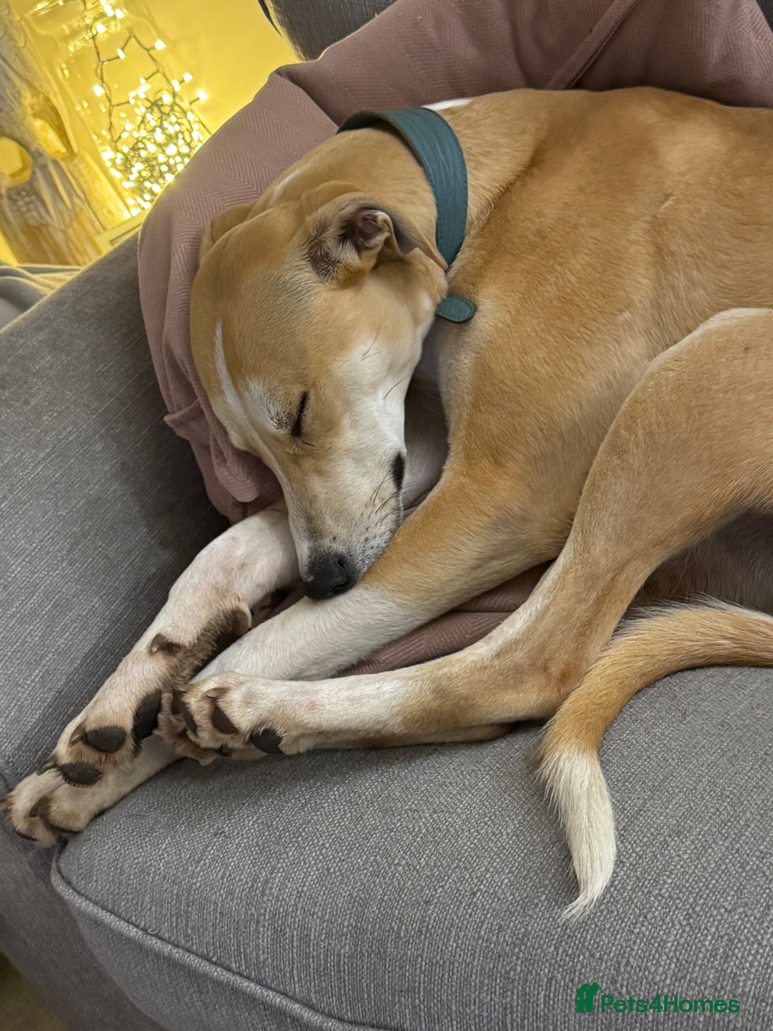 Mixed Breed dogs Ziggy  - Advert 5