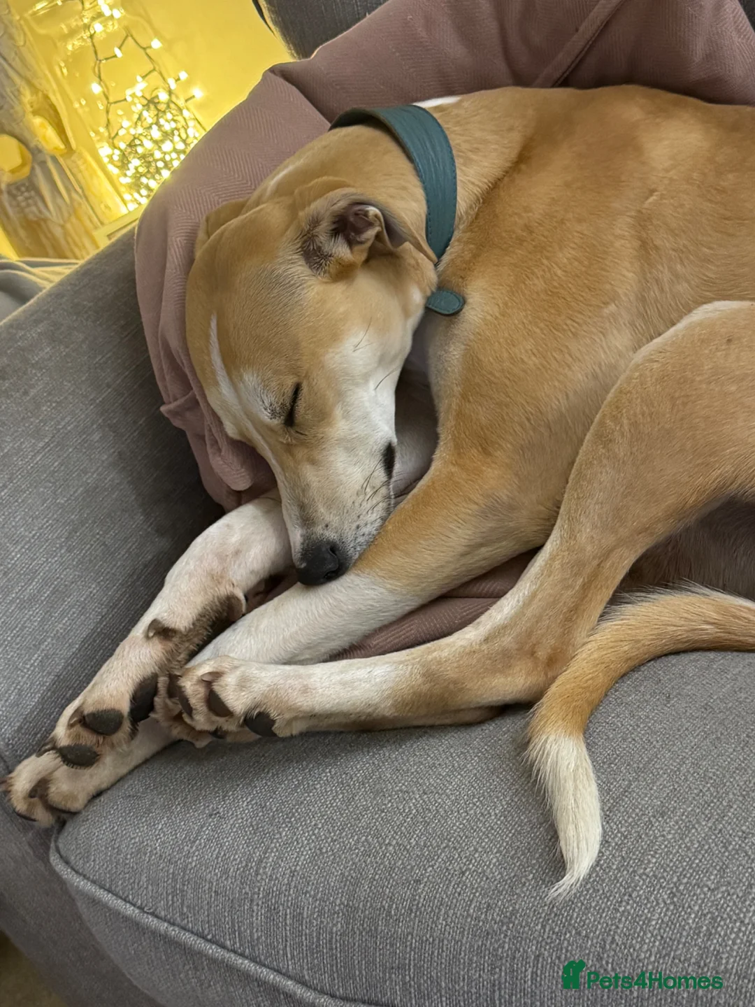 Mixed Breed dogs for sale: Ziggy  in Radstock - Advert 1