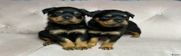 Rottweiler dogs for sale: Rottweiler puppies one boy & one girl left  - Advert 4