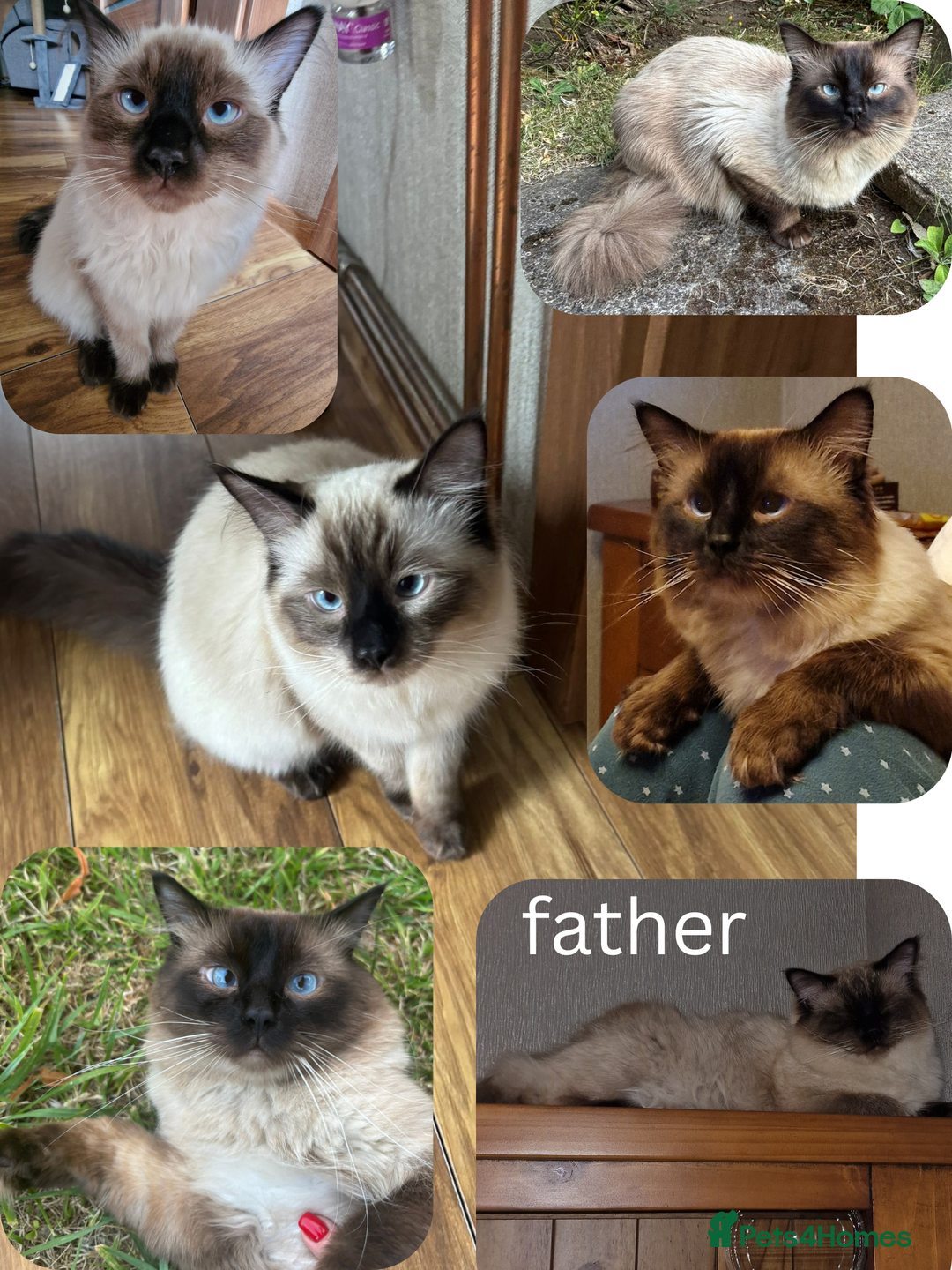 Ragdoll cats for sale: 6 beautiful PURE ragdolls - Image 4