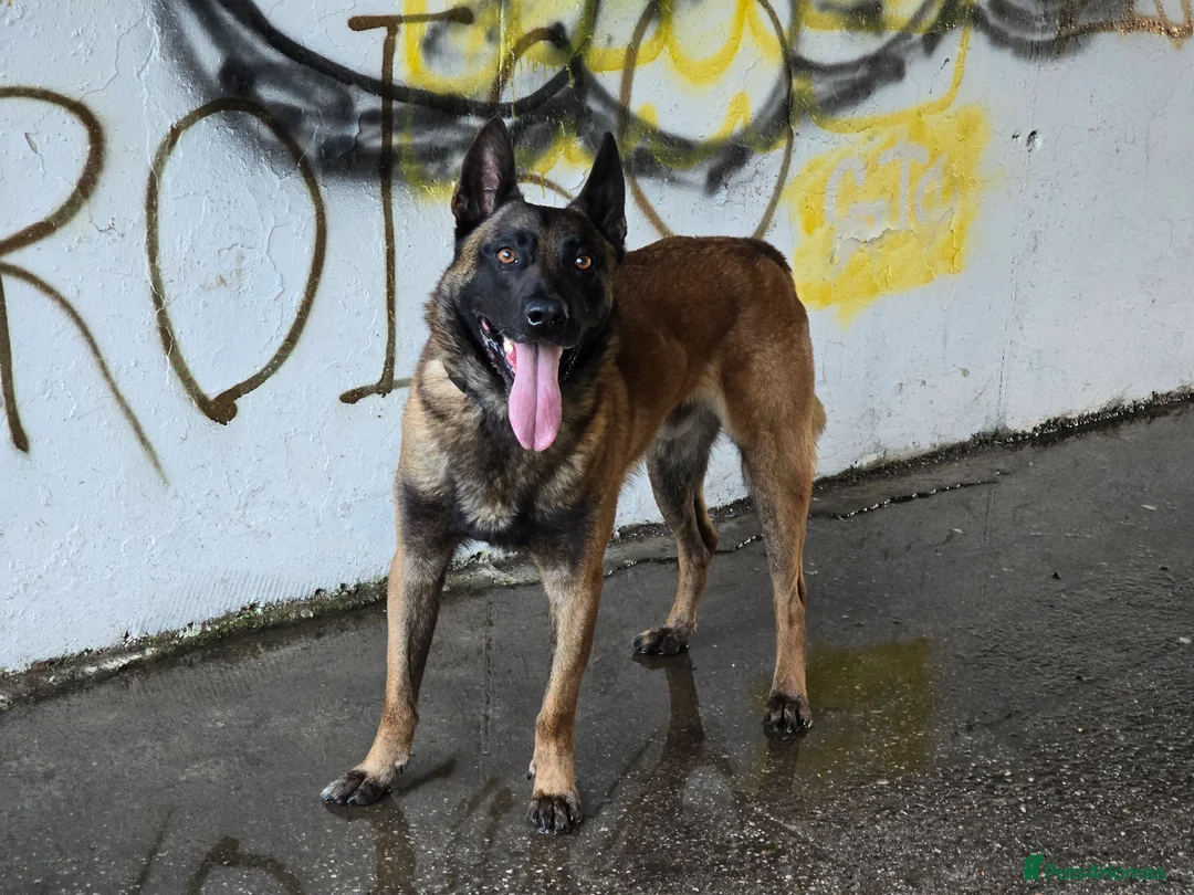 Belgian Shepherd Dog dogs for stud: CHANCE MR3 Vice Champion PSA2 at STUD - Advert 24