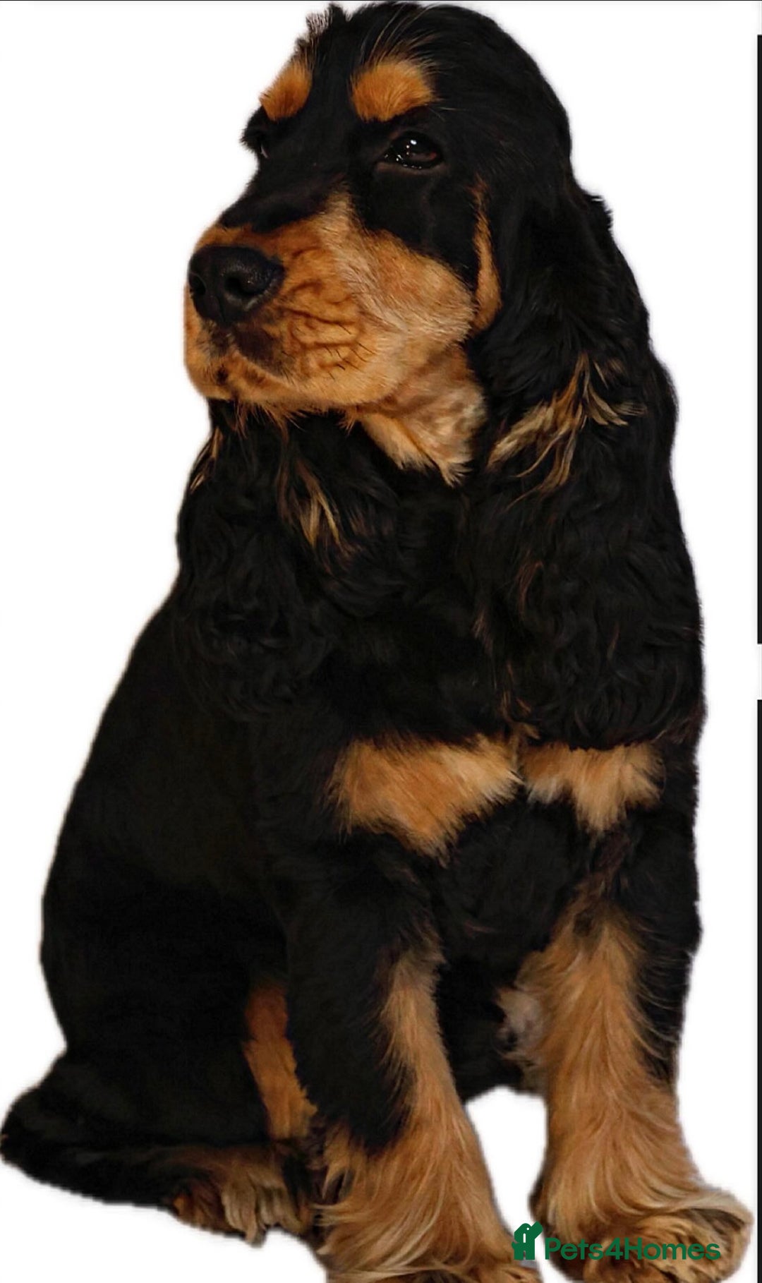 Cocker Spaniel dogs for stud: Show cocker championship line stud - Advert 6