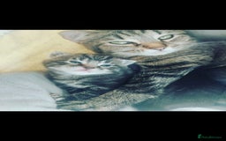 Mixed Breed cats for sale: Tabby mixed stunning litter - Image 11