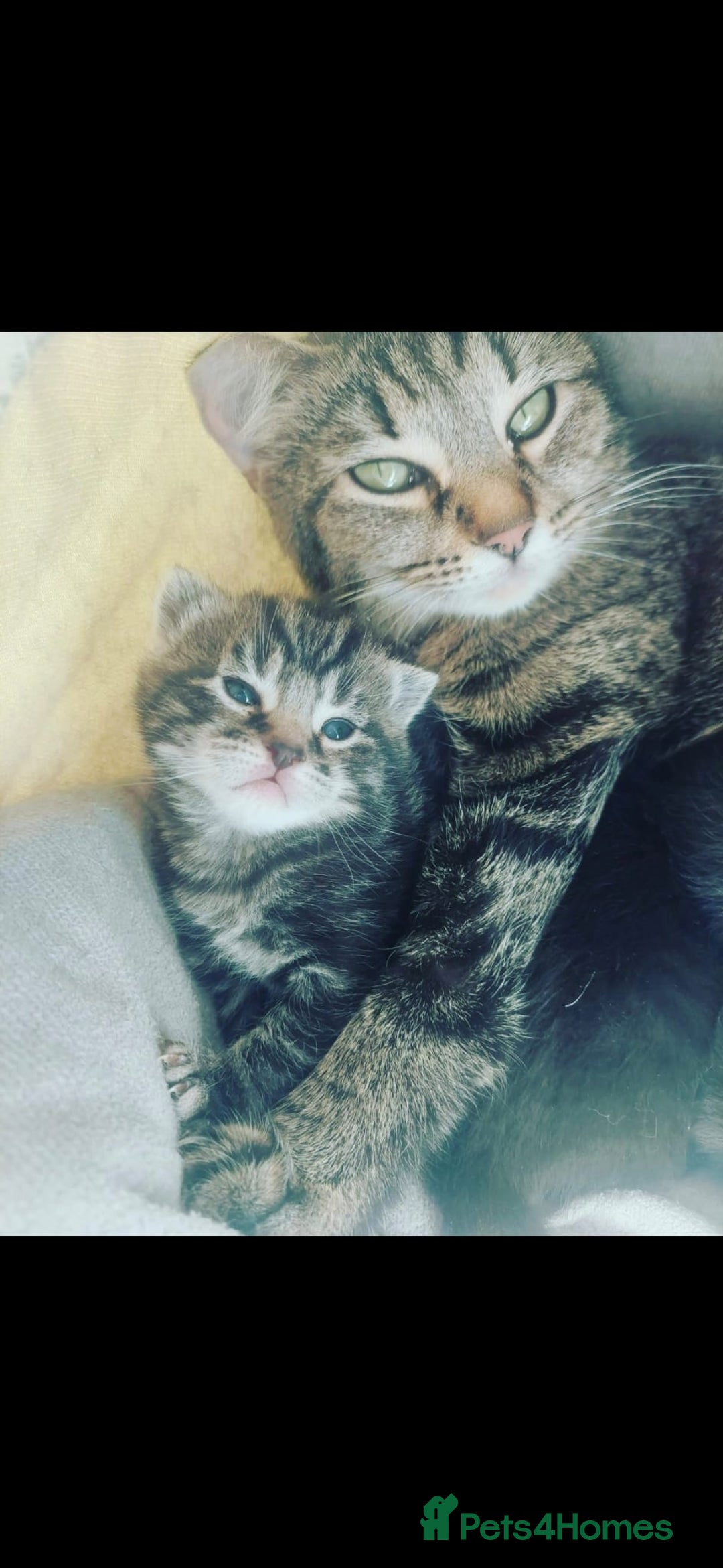 Mixed Breed cats for sale: Tabby mixed stunning litter - Image 11