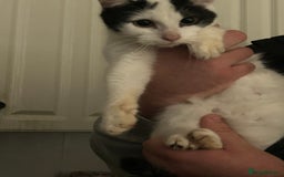 Mixed Breed cats for sale: 2 beautiful boys left  - Image 5