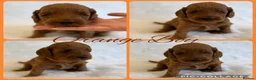 Labradoodle dogs for sale: Australia labradoodle puppies  - Advert 5
