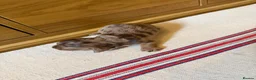 Miniature Dachshund dogs for sale: KC Long Haired Miniature Dachshund Puppies - Advert 23