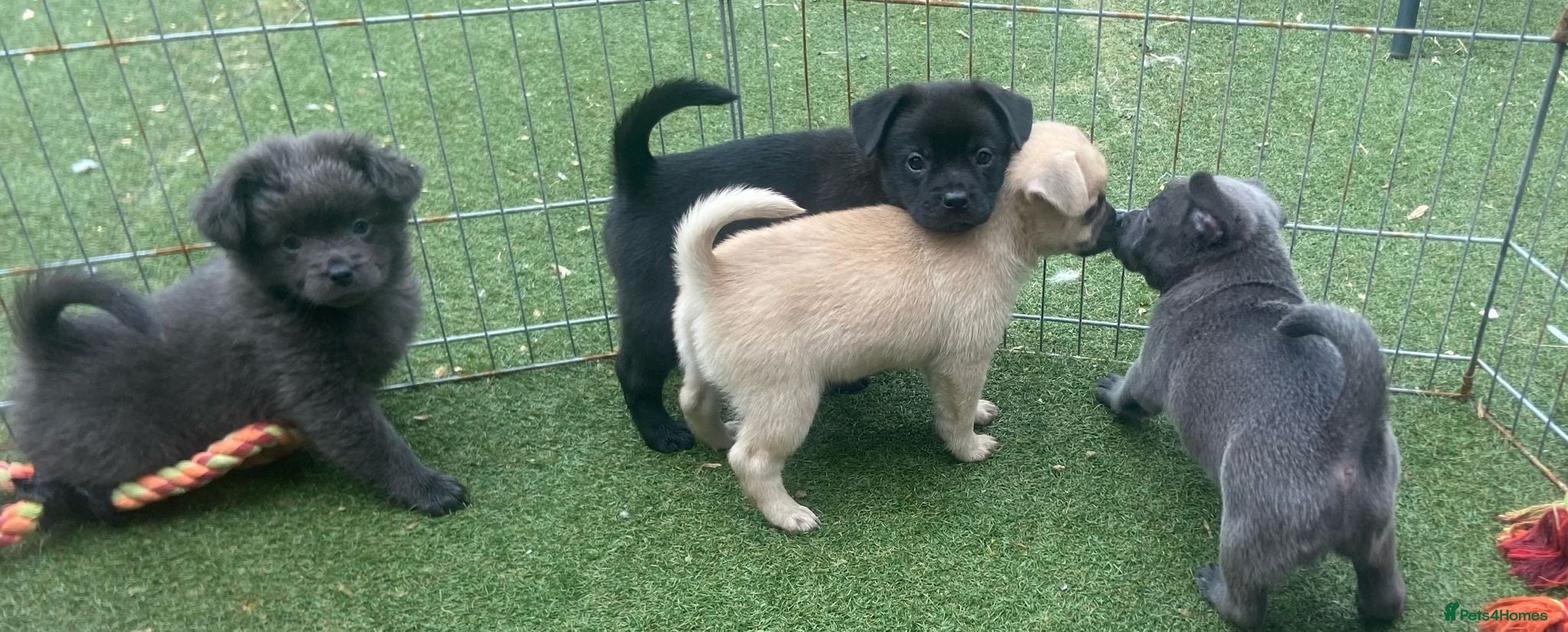 Mixed Breed dogs French bulldog x german spitz - Advert 22