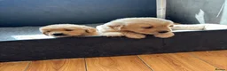 Golden Retriever dogs for sale: Golden retriever puppies - Advert 2