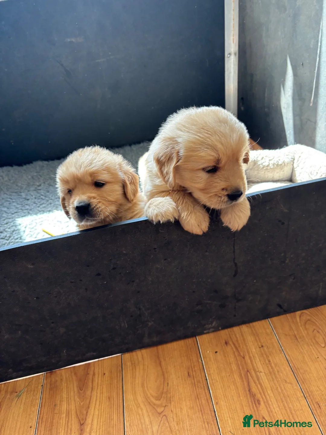 Golden Retriever dogs for sale: Golden retriever puppies - Advert 2