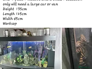 Cichlids fish Juwel fish tanks with everything - Advert 16
