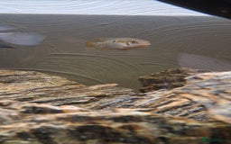 Cichlids fish for sale: 1 Humphead dwarf Acara - Advert 1