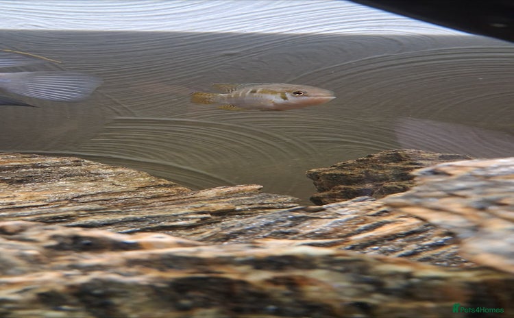 Cichlids fish - Advert 5