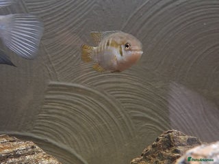 Cichlids fish - Advert 22