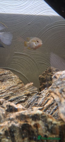 Cichlids fish - Advert 6