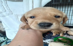 Cockerdor dogs for sale: Fox Red & Golden Labrador cross Cockerdor Puppies  - Image 10