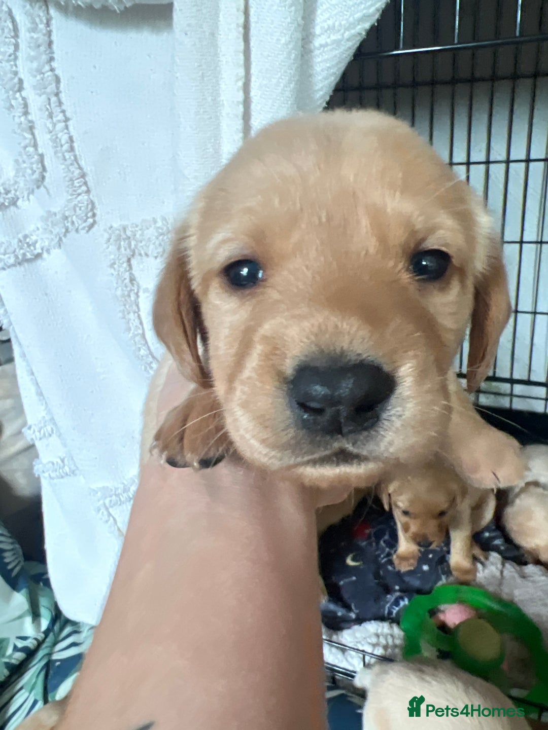 Cockerdor dogs for sale: Fox Red & Golden Labrador cross Cockerdor Puppies  - Image 10
