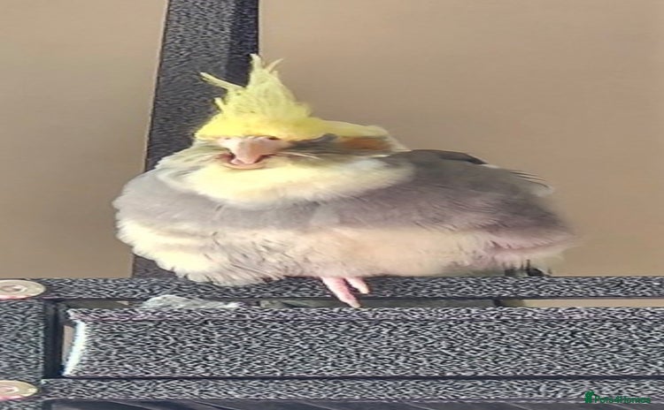 Cockatiels birds - Advert 4