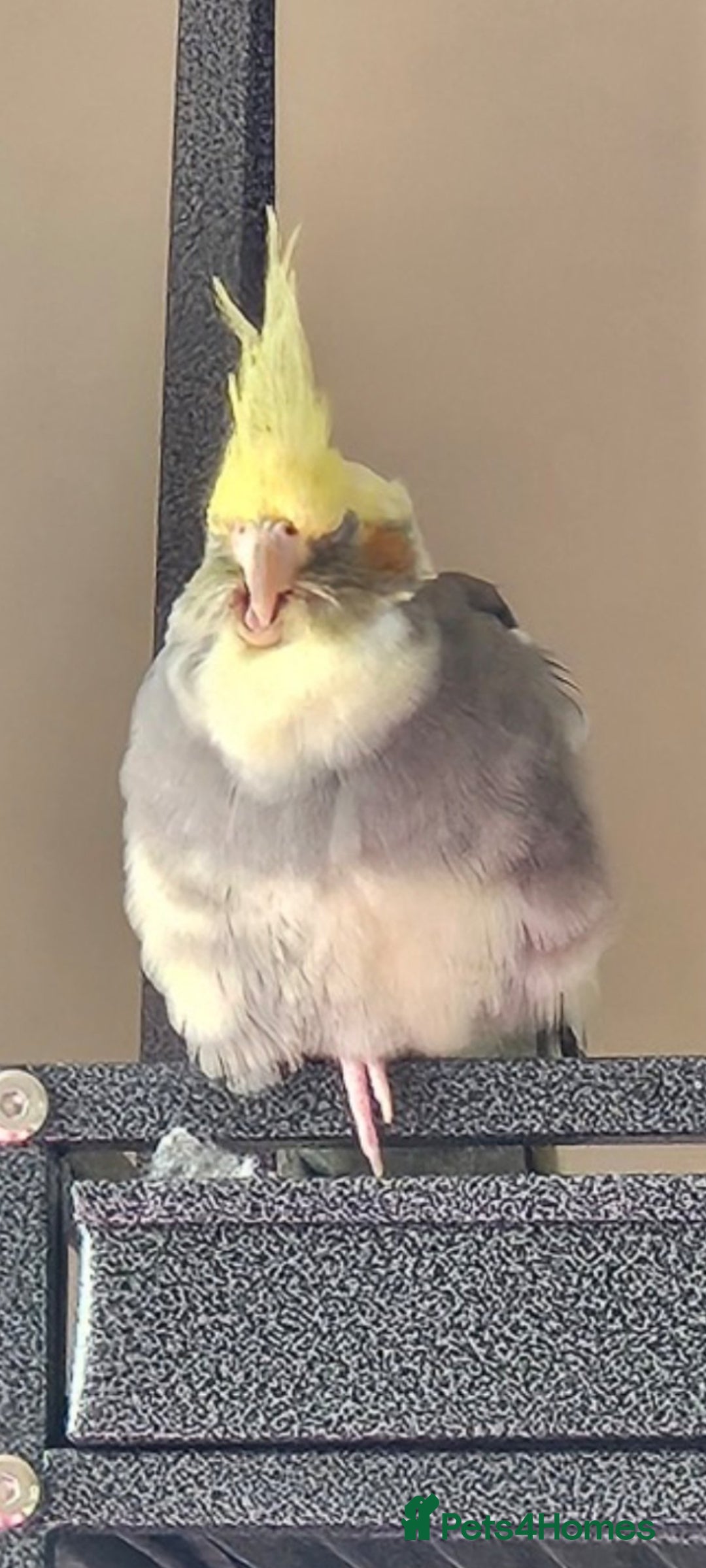 Cockatiels birds for sale: Pickles - Advert 1