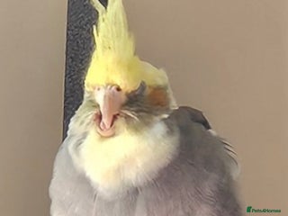 Cockatiels birds Pickles - Advert 11