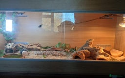 Bearded Dragon reptiles for sale: Bearded Dragon and full set up - Advert 5