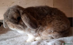 Mini Lop rabbits for sale: 2 x adult mini lop bucks - Image 9
