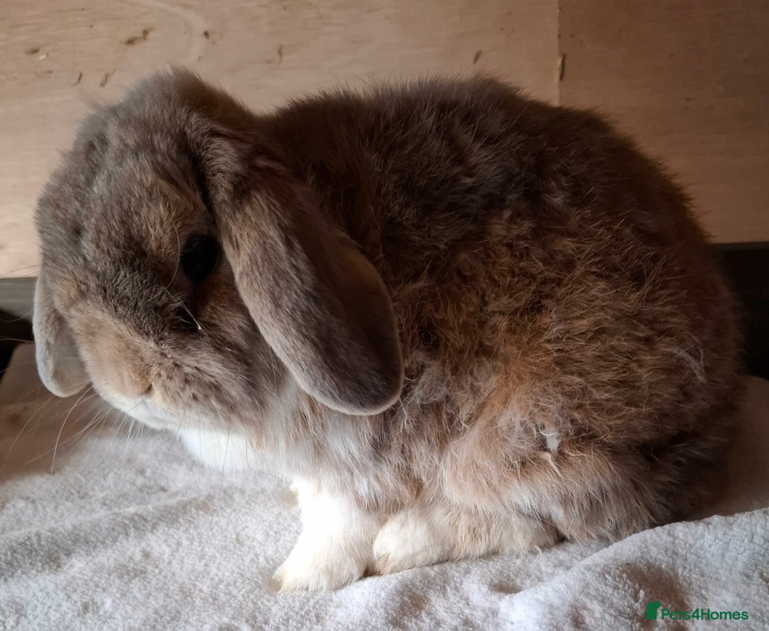 Mini Lop rabbits for sale: 2 x adult mini lop bucks - Image 9