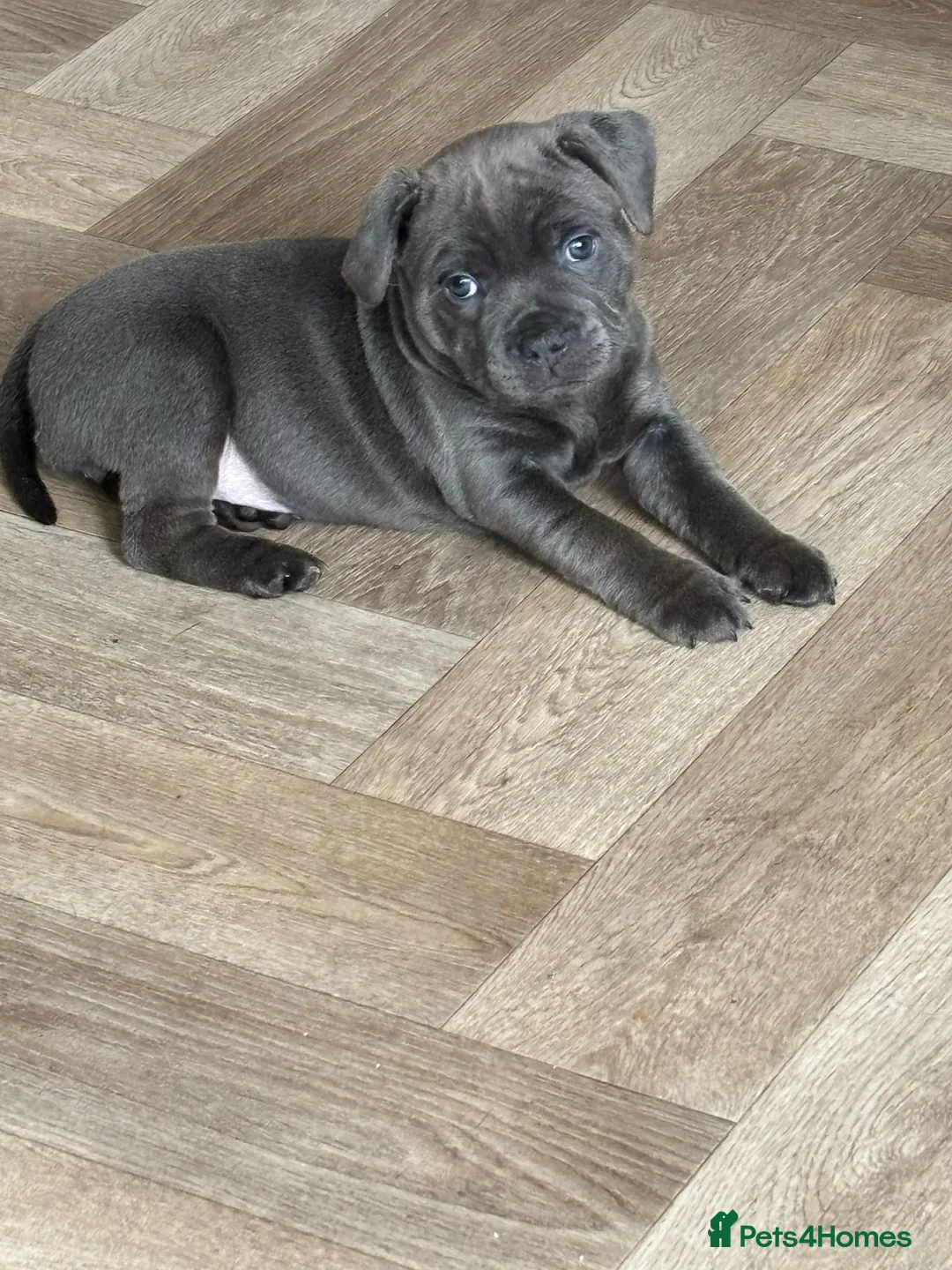 Staffordshire Bull Terrier dogs for stud: 🏆TROJANBULLS CHAMPION STAFFORD STUDS🏆 in Basingstoke - Advert 10