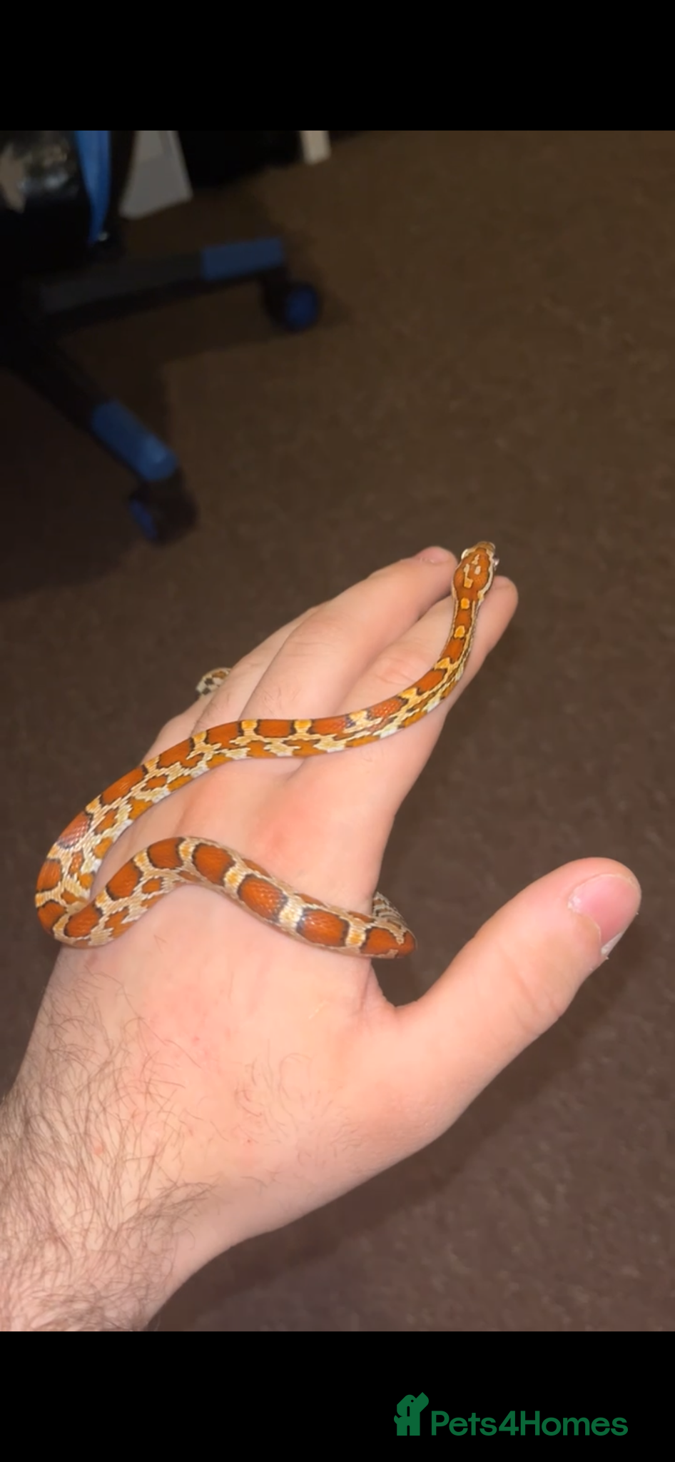 Corn Snake reptiles for sale: Corn snake for sale  in Enfield - Advert 1