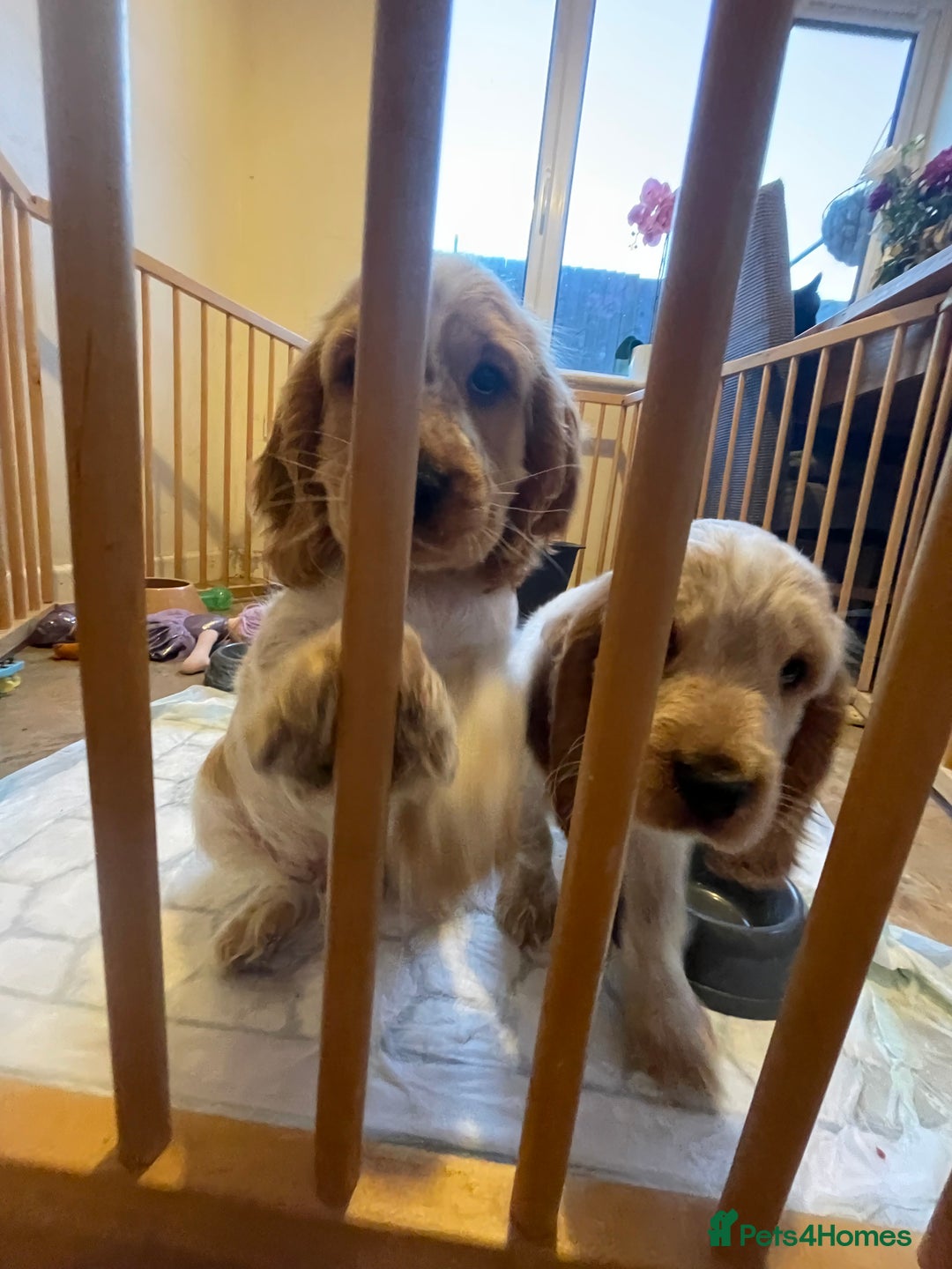 Cocker Spaniel dogs for sale: Show type cocker spaniel puppies - Image 6
