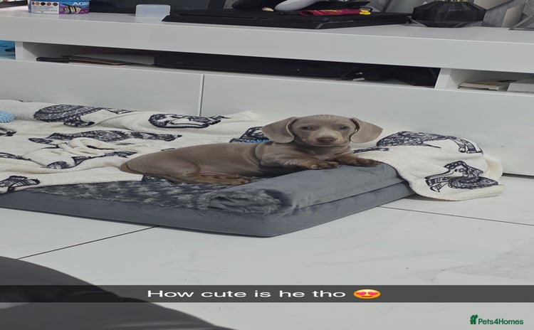 Miniature Dachshund dogs - Advert 6